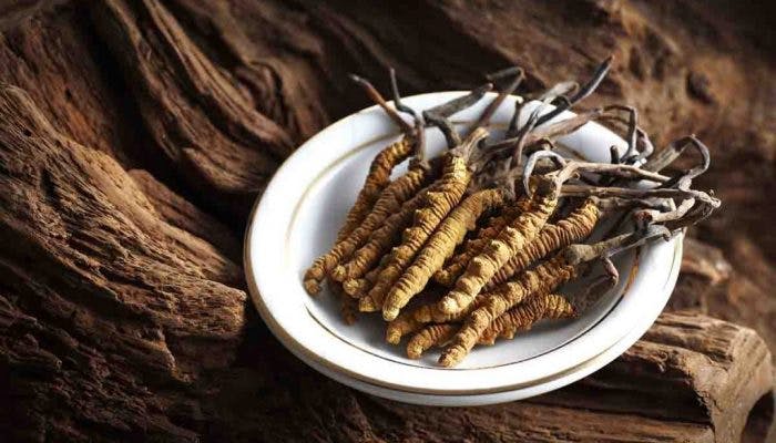Chinese Caterpillar Fungus (Cordyceps)