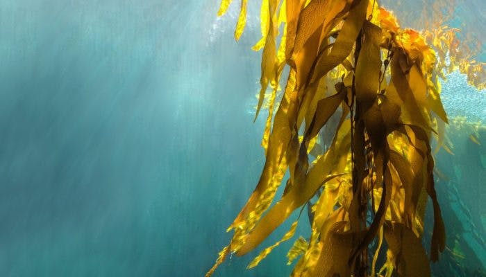 Kelp (Laminaria)