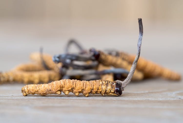 Wild cordyceps has an insect-like appearance similar to a caterpillar 
