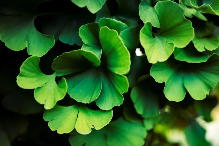 Close-up picture of bright green ginkgo biloba leaves