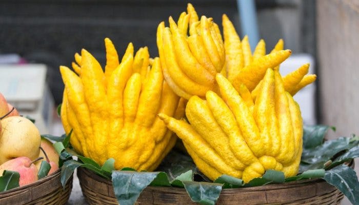 Fingered Citron Fruit (Buddha's Hand Fruit)