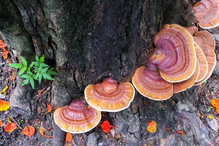 Wild growing Lingzhi mushrooms at the foot of a tree