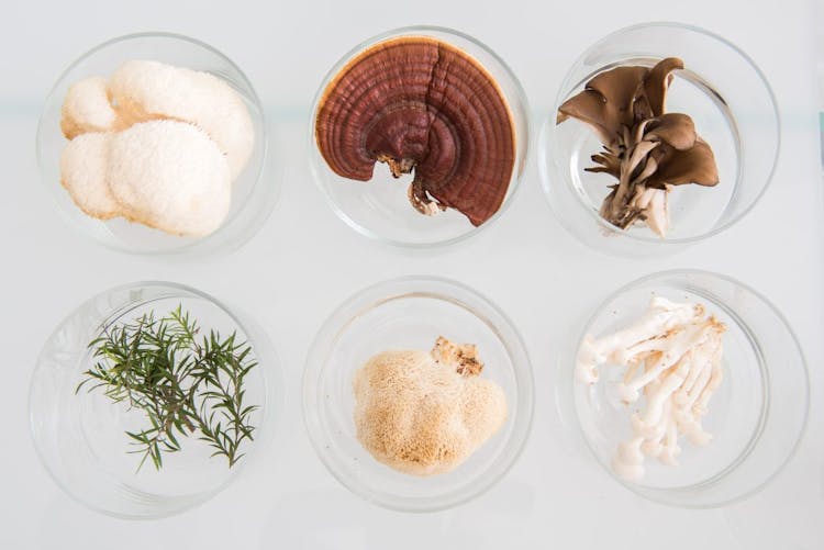 TCM ingredients and mushrooms pictured in small glass containers 