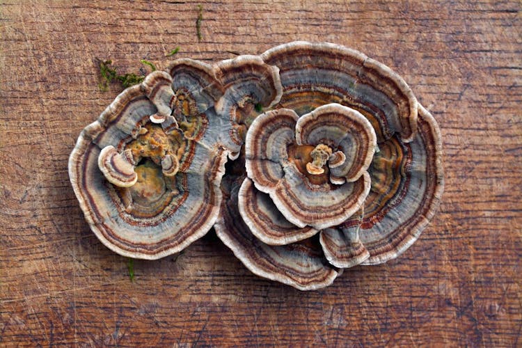 Turkey tail mushroom, otherwise known as Yunzhi, pictured on a brown background