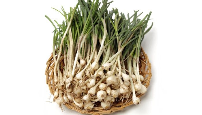 Close up of Allium macrostemon (Xie Bai)