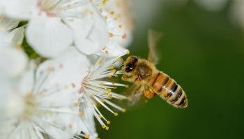 A close-up image of a honeybee flying near a white flower