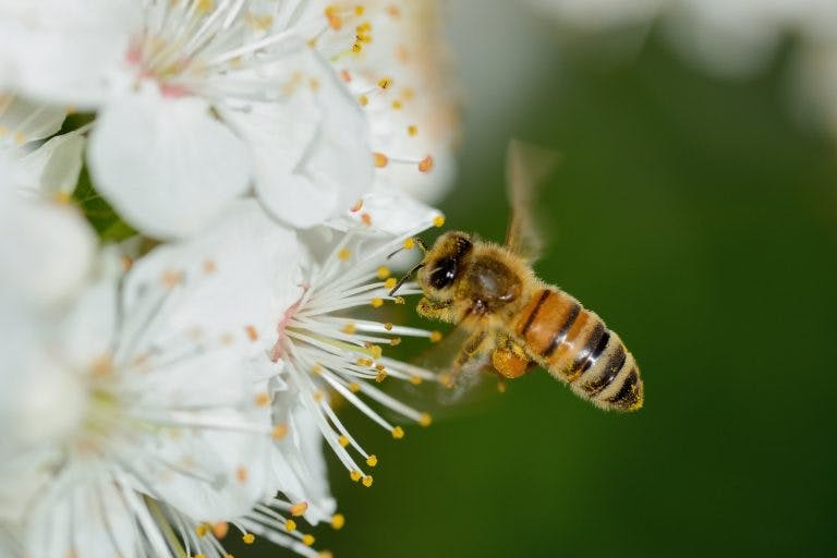 A close-up image of a honeybee flying near a white flower