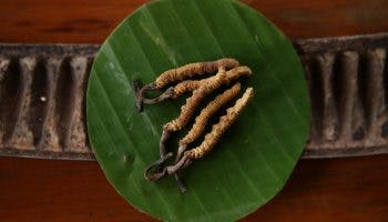 golden cordyceps sinensis laid on a banana leaf on top of a wooden table top