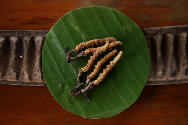 golden cordyceps sinensis laid on a banana leaf on top of a wooden table top