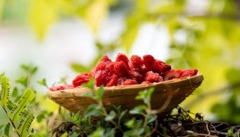 Goji berries placed on a plaited bowl outdoor near grass and trees